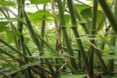 Schumannianthus virgatus